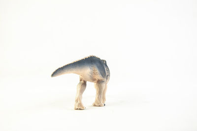 Close-up of fish against white background