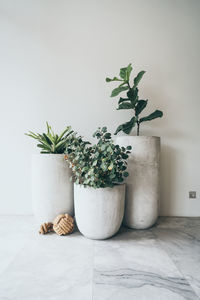 Potted plant on table at home