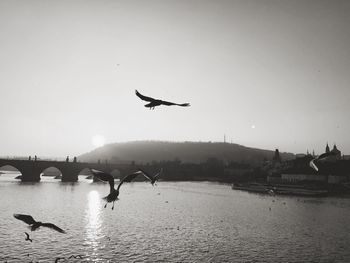 Seagulls flying over river against sky