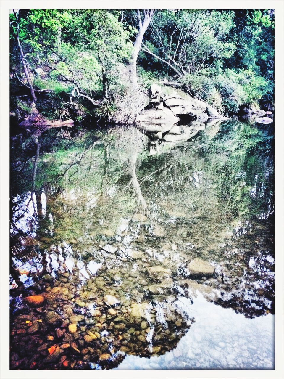 tree, transfer print, forest, snow, winter, cold temperature, tranquility, nature, beauty in nature, tranquil scene, auto post production filter, scenics, growth, season, stream, covering, rock - object, water, non-urban scene, branch