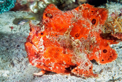 Close-up of fish in sea