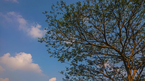 Low angle view of tree against sky