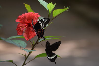 Close-up of butterfly pollinating on flower