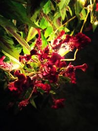 Close-up of red flowering plant