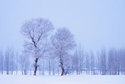 Bare trees against sky during winter