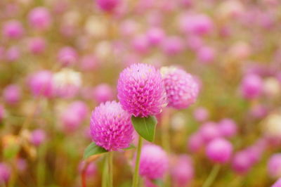 Close-up of pink flowering plants on field