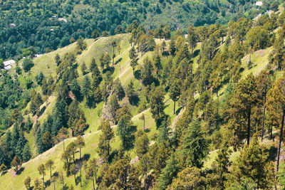 Panoramic view of trees in forest