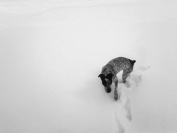 High angle view of german short-haired pointer on snow covered field