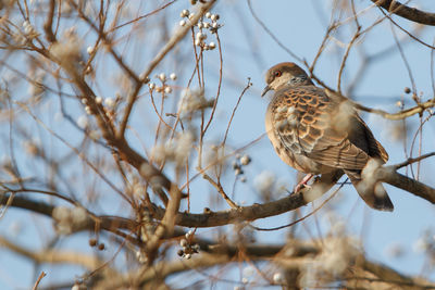 Partridge perching on branch of bare pear tree