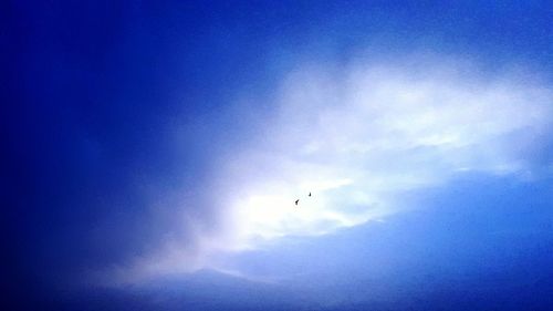 Low angle view of bird flying against blue sky