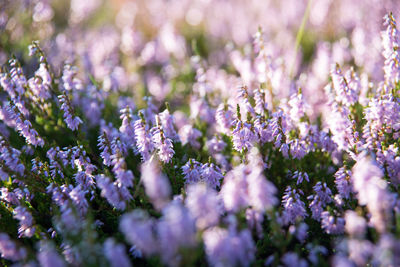 Close-up of purple flower field