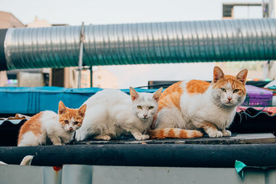 Portrait of cats relaxing outdoors