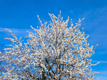 Cherry tree or prunus avium with white flowers and blue sky as background