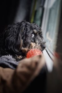 Portrait of dog eating food