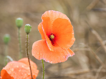 Close-up of orange poppy