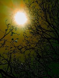 Low angle view of trees against sky