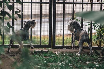 View of dogs looking through fence