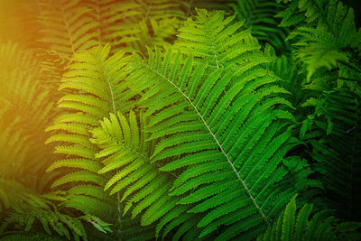 High angle view of green leaves