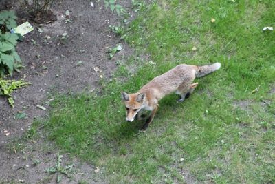 Cat looking away on field