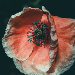 Close-up of wilted flower against black background