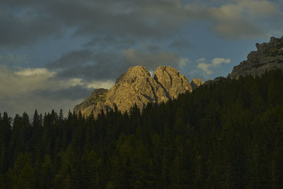 Panoramic view of trees on landscape against sky