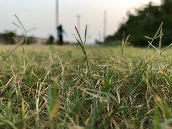 Close-up of grass on field