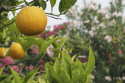 Close-up of orange fruits on tree