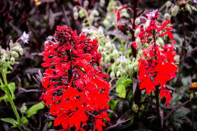 Close-up of red flowers