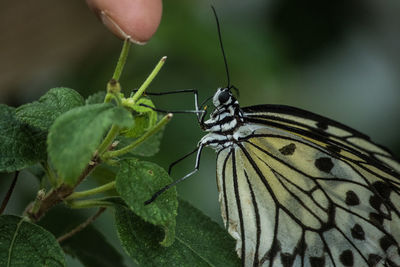 Close-up of butterfly on leaf