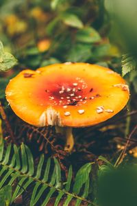 Close-up of yellow mushroom growing on plant