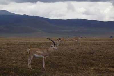 Deer on field by mountains against cloudy sky