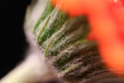 Close-up of green plant against blurred background