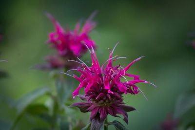 Close-up of bee balm flowers blooming at park