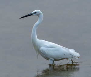 White duck in a lake