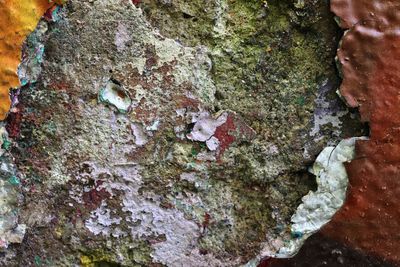 Full frame shot of lichen on rock