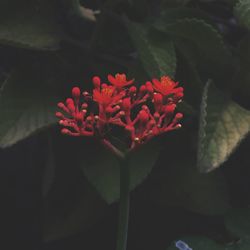 Close-up of red flower blooming outdoors