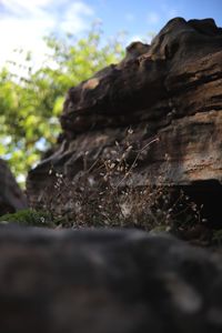 Close-up of rock on tree trunk