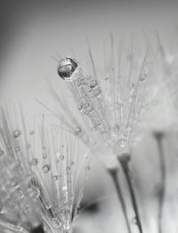 Close-up of plant against blurred background