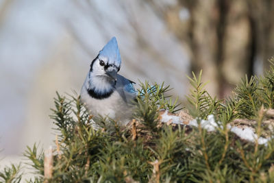 Close-up of bird perching on plant