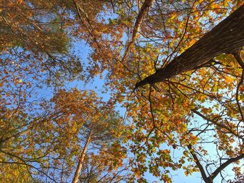 Low angle view of trees against sky