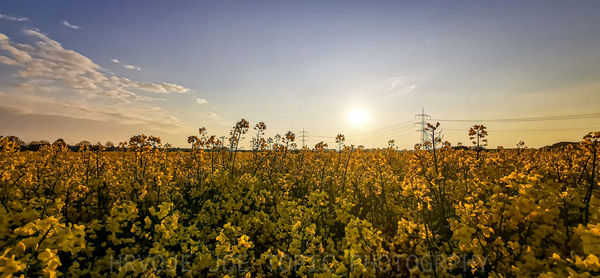 Scenic view of oilseed rape field against sky