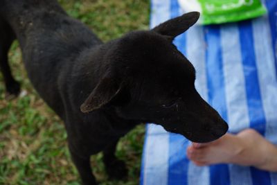 Close-up of black dog