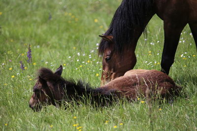 Horses in a field