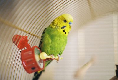 Close-up of parrot perching in cage