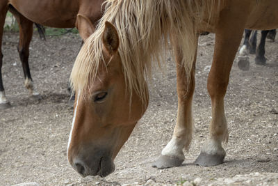 Horses looking for food 