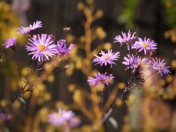 Close-up of purple flowering plants