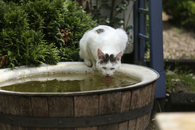 Close-up of cat in water