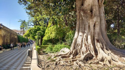 Trees in park