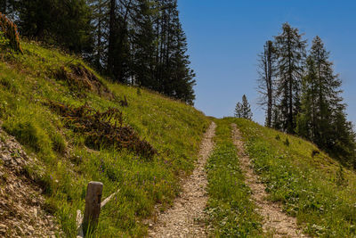 Panoramic view of pine trees in forest