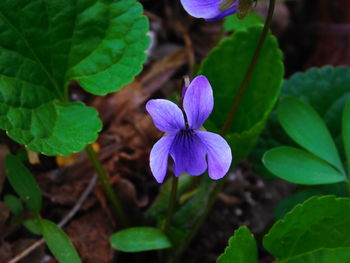 Close-up of purple flowers blooming outdoors